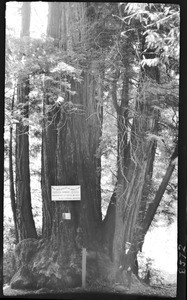 A man standing next to a large tree in Henry Cowell Park, ca.1900