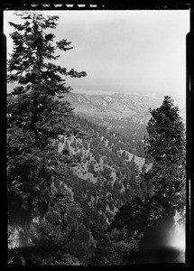 Pine trees covered with snow and snow-capped mountain, Big Pines