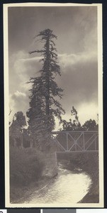 View of a tree and a bridge in Palo Alto