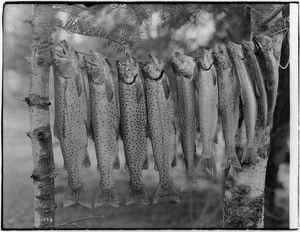 String of speckled fish (mountain trout) caught in Yosemite Valley