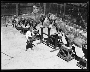 A group of trained lions standing on elevated platforms as instructed by a trainer at Gay's Lion Farm, ca.1936