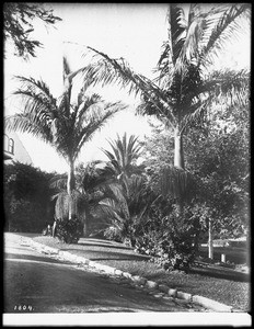 Two palm trees, Seaforehia Elyans, in bloom on the lawn of a private residence in Santa Barbara, ca.1910