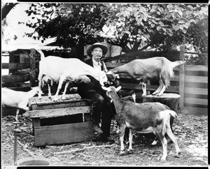 Portrait of S.N. Glover and his goats in South Pasadena, ca.1900