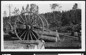 Logging carts for the McGaffey Company, ca.1900