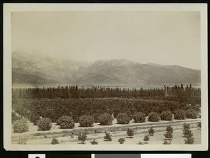 Panoramic view of Pomona area across orchards toward mountains, ca.1900