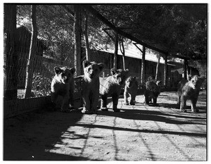 Group of lion cubs walking around outdoors at Gay's Lion Farm, ca.1931