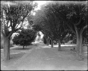View of a dirt road flanked by umbrella trees, Visalia, California, ca.1900-1930