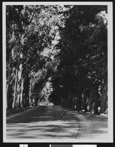 Eucalyptus trees along an unidentified road