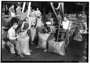 Sacking walnuts, La Puente Valley Walnut Growers' Association packing house at Puente, October 19, 1927