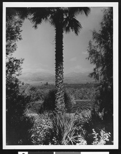 Palm tree in a desert with mountains in the distance