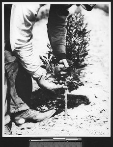 Inserting the bud into a tree, ca.1910