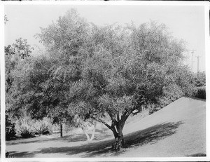 Acacia tree (acacia cyanophylla) on a grassy slope, ca.1920