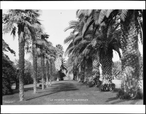 Palm tree-lined walkway in Los Angeles' Lafayette Park