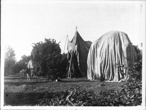 Four laborers pulling fumigation tents over orange trees in an orchard, California, ca.1910