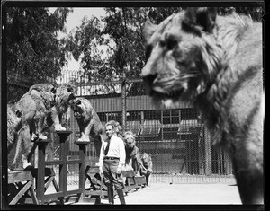 A group of trained lions standing on a multi-level platform behind their trainer, at Gay's Lion Farm, ca.1936