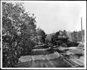 Southern Pacific Railroad line near Redlands (or San Dimas?), lined with orange groves, California, ca.1880