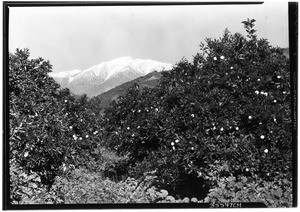 Orange groves with snowcapped mountains in Glendora, February 20, 1931