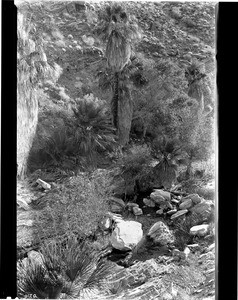 Wellspring at the bottom of Palm Springs Canyon