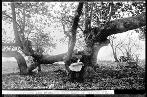 Father Emmons Raymond underneath a sycamore tree, reading in South Pasadena, 1886