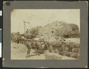 Harvesting crew posing on baled hay, ca.1890