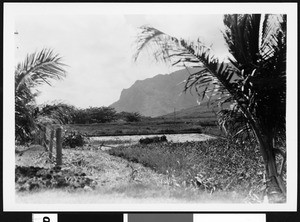 Animal in a Hawaiian field