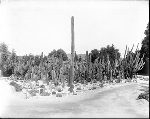 A cactus bed grown inside a Riverside park