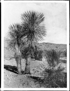 Yucca Mohaviensis in the Colorado Desert