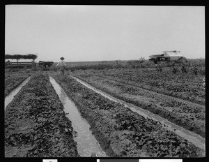 Irrigating cantaloupes near Brawley, showing a field in the background, ca.1910