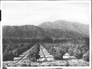 Citrus groves in north Ontario, ca.1900-1910