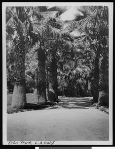 Palm tree-lined path in Los Angeles's Echo Park