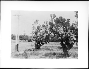 Cactus growing on Pico Boulevard looking west toward a street car, Los Angeles, ca.1905