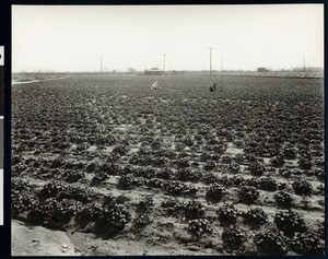 Two workers in a strawberry field on a Laguna Ranch, Los Angeles, ca.1905