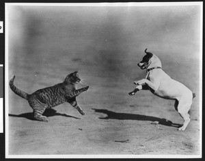 Dog and cat fight, ca.1930