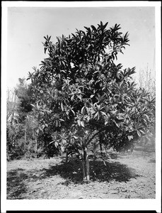 Loquat tree (Eriobotrya Japonica)