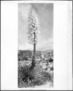 A woman posing next to several yuccas (Yucca whipplei - Spanish Bayonet)