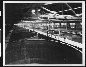 Interior of a fermenting winery, ca.1910