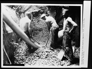 Shoveling copra for the W.F. Sutor Corporation at Los Angeles Harbor