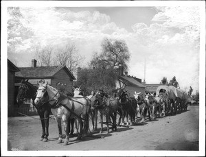 Twelve-horse team pulling three covered wagons with a single jerk line to horses as they team overland, ca.1898