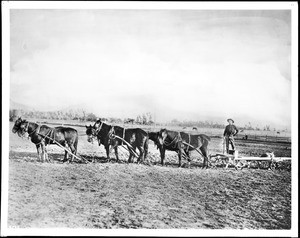 Dennis Sullivan plowing on the site of what would later become a university in Hollywood, California