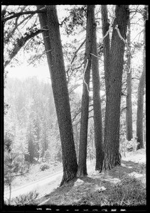 View of a narrow road through tall trees on a hill at Big Pines Camp, 1928
