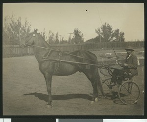 McKinley training a horse, ca.1900