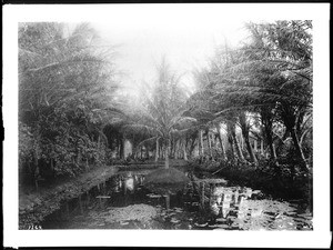 Fish pond surrounded by a dense forest of palm trees, Hawaii