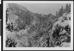 Coniferous trees in a mountain depression, possibly Lost Bear Meadow