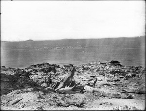 Pelicans at the Salton Sea, California, ca.1910