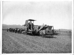 Twenty-four-horse harvester in the field, Hemet, Riverside County, ca.1890-1900