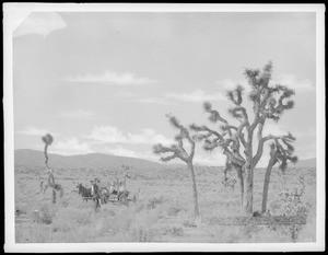 Joshua tree and horse and buggy in the Mojave Desert