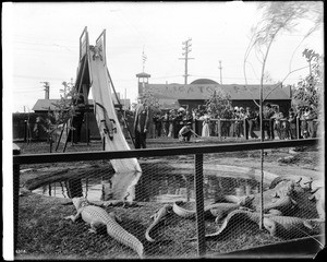 Alligators going down a toboggan slide at an alligator farm (possibly the California Alligator Farm, Los Angeles), ca.1900