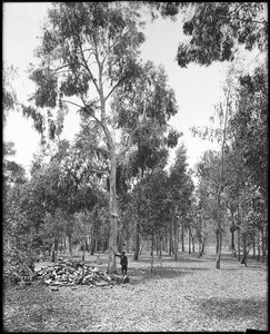 Eucalyptus trees, ca.1900