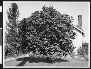 Small, flat-leaved tree on the property of what appears to be a one-story house