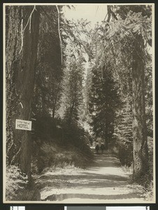 Horseback riders on a trail in Yosemite National Park, ca.1900